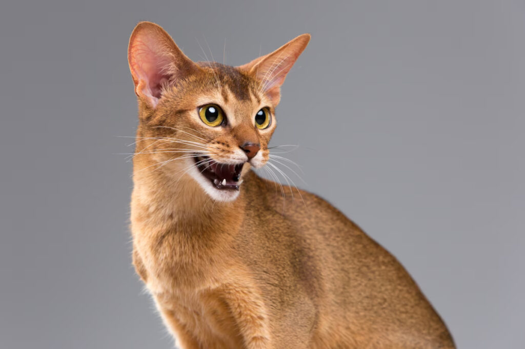 chat miaule