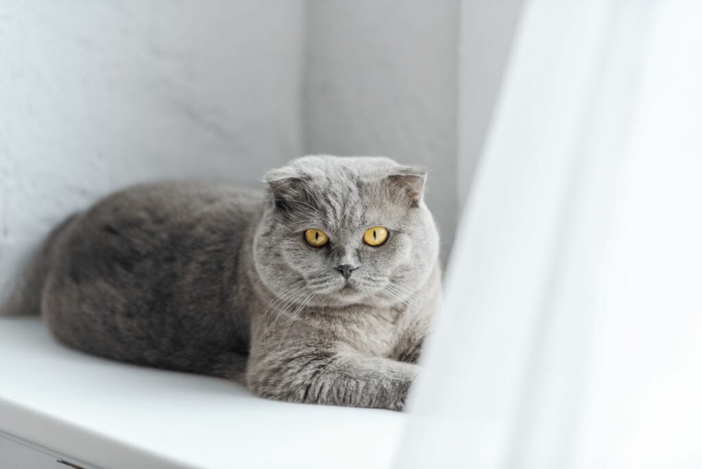 chat ronronne