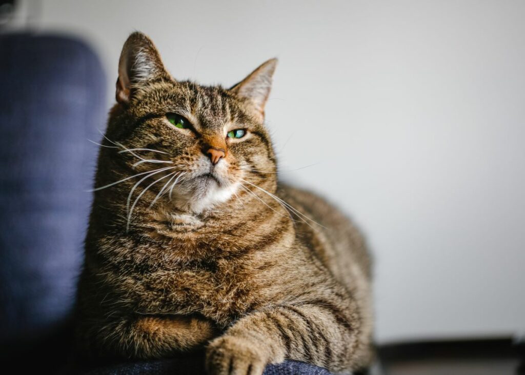 chat stérilisé