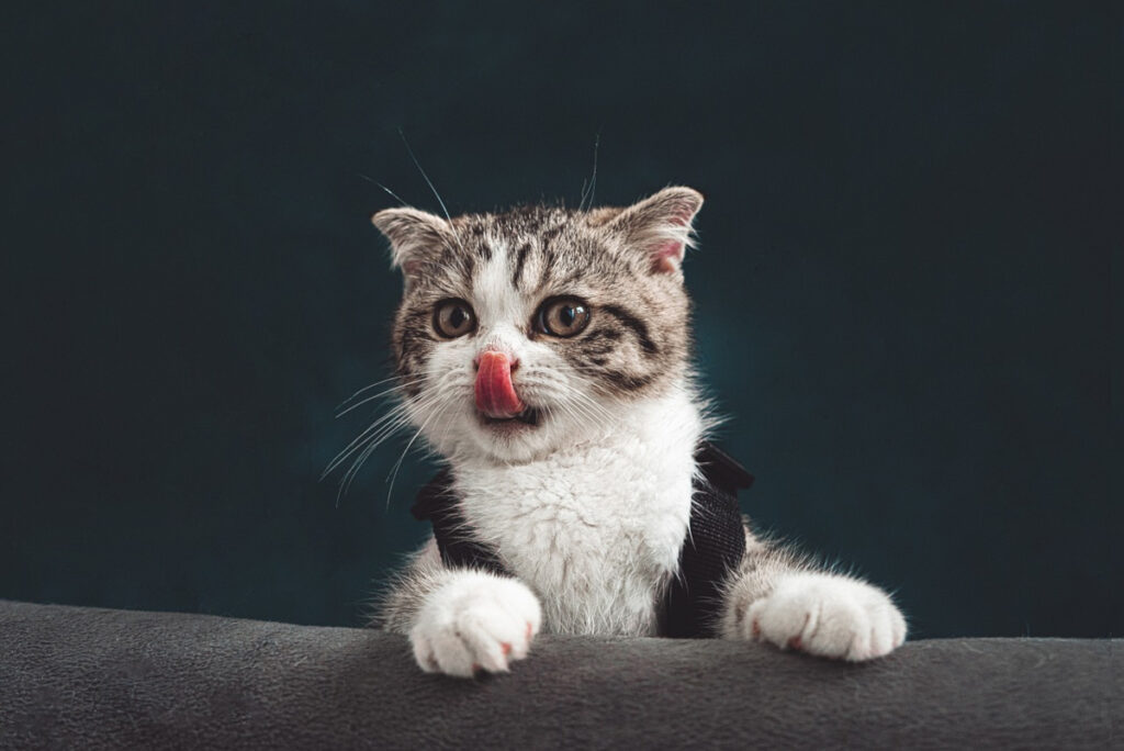 chaton halète