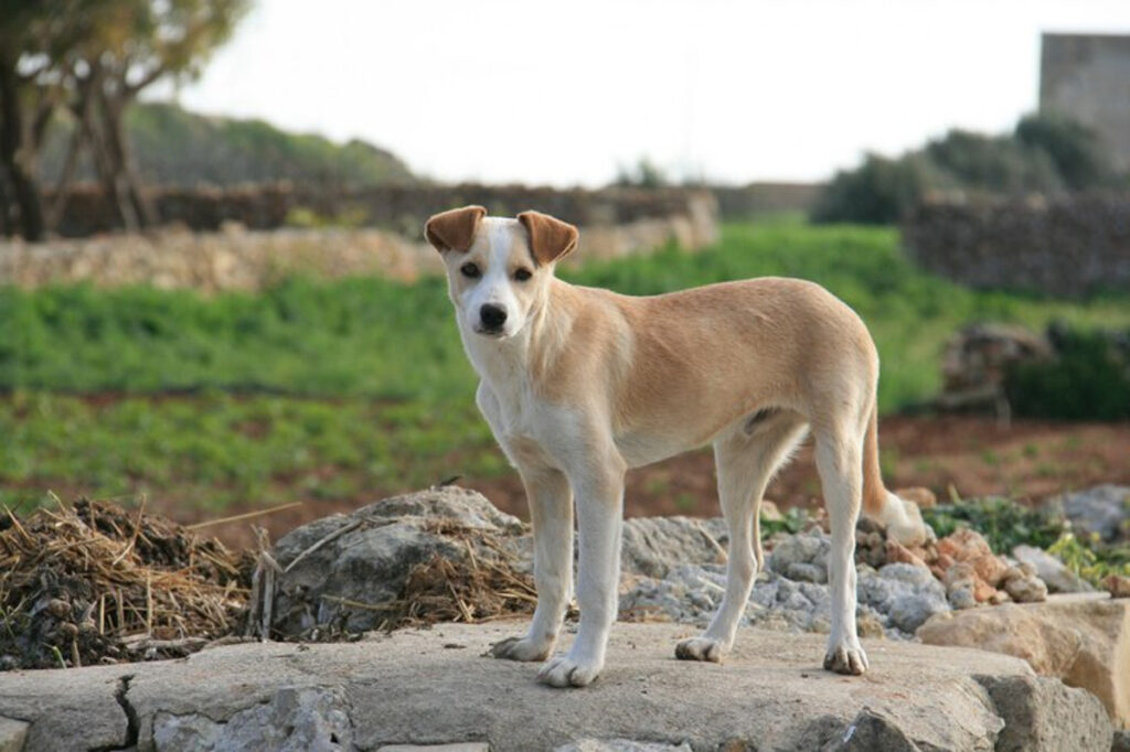 chien errant