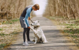 chien malade