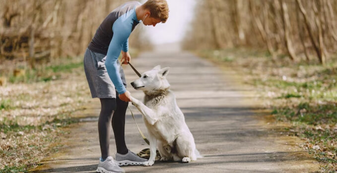 chien malade