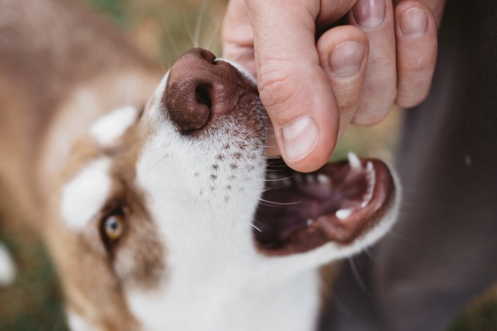 chien mord