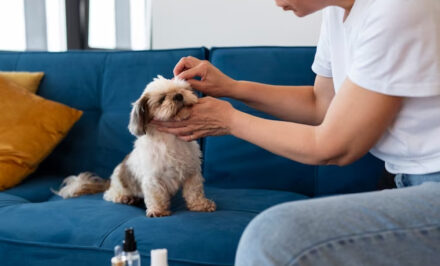 coton tige chien