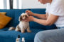 coton tige chien