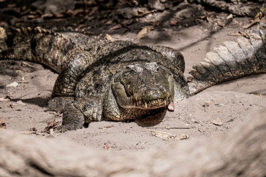 déplacement crocodile