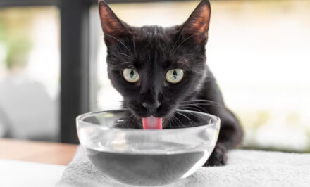 eau chat