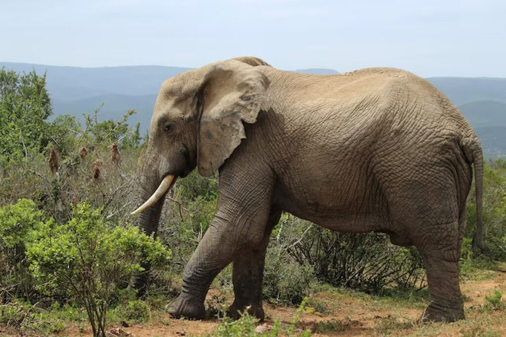 éléphant adulte