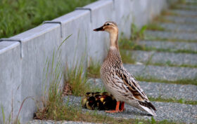 femelle canard