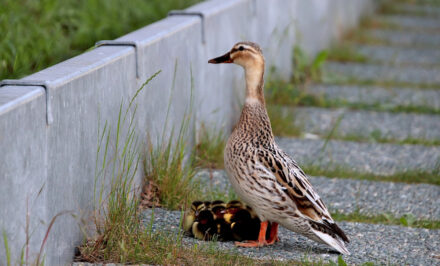 femelle canard