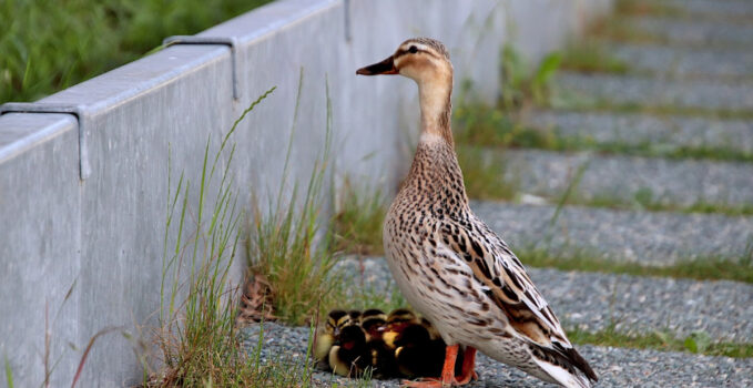 femelle canard