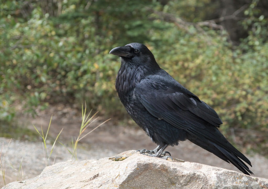 femelle corbeau
