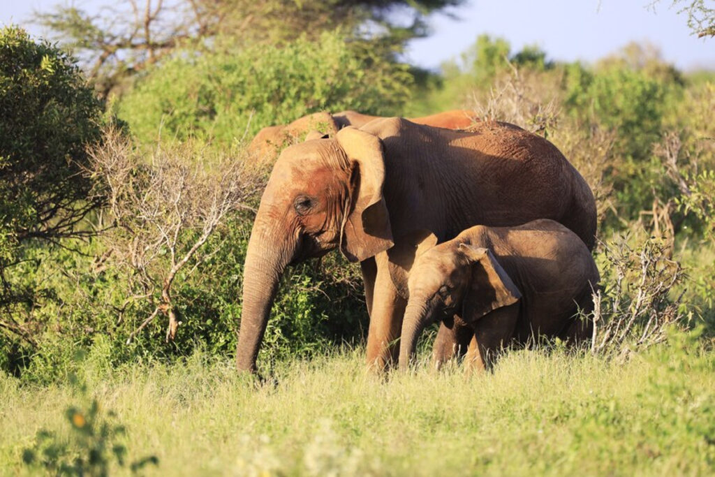 gestation éléphant
