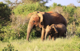 gestation éléphant