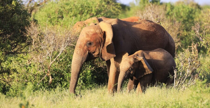 gestation éléphant