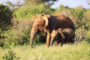 gestation éléphant