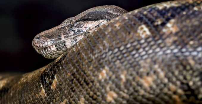 grand serpent