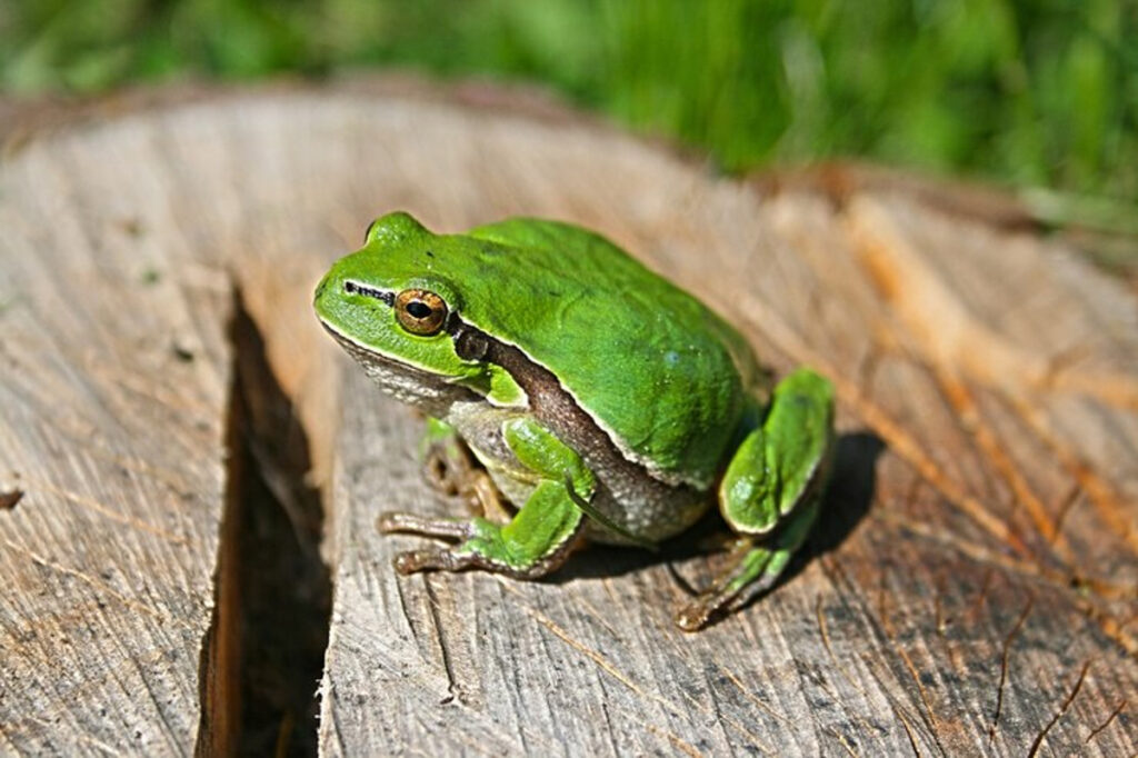 grenouille