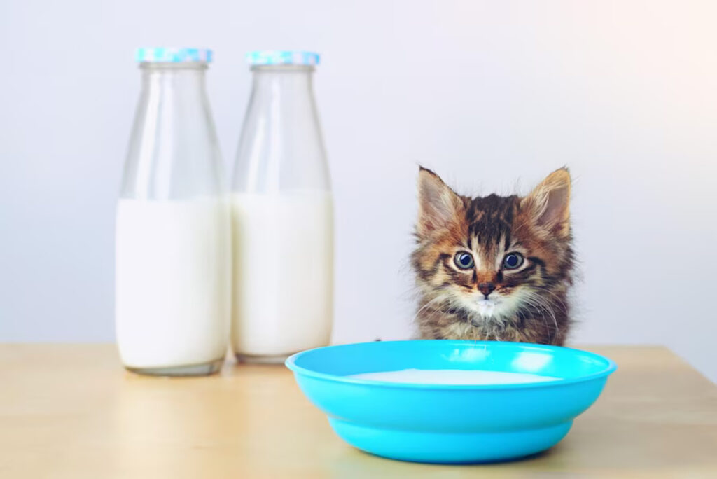 lait chat santé