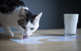 lait pour chat