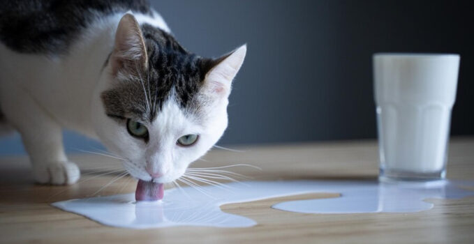 lait pour chat