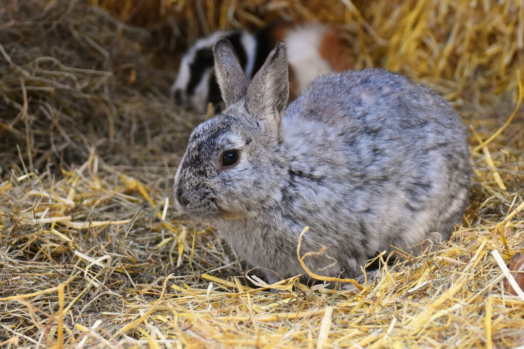 lapin