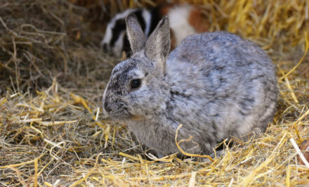 lapin