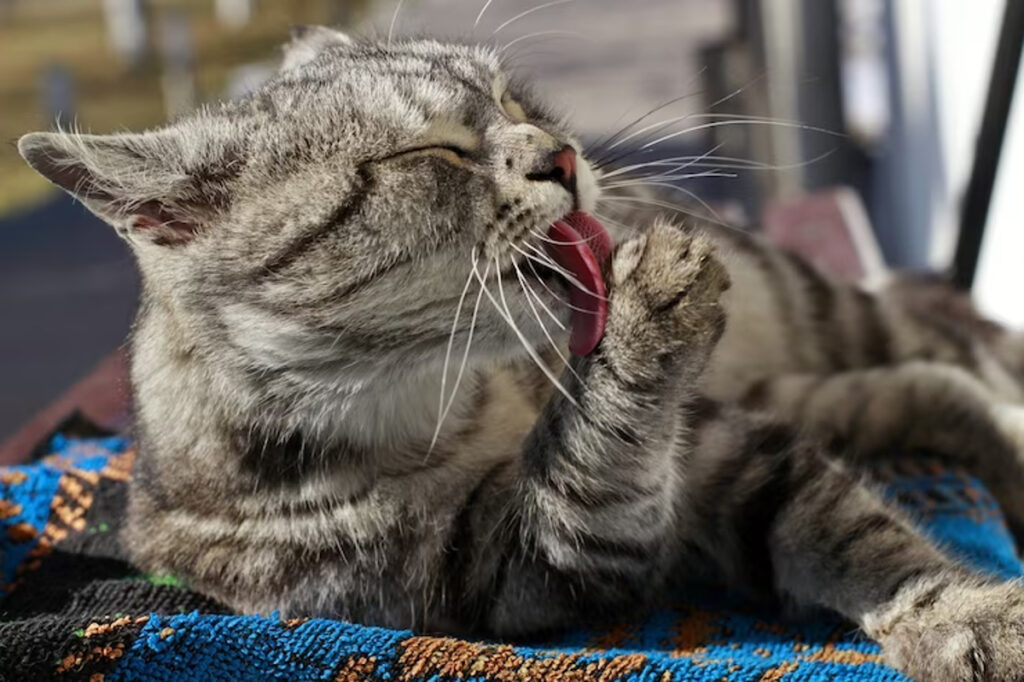 léchage chat