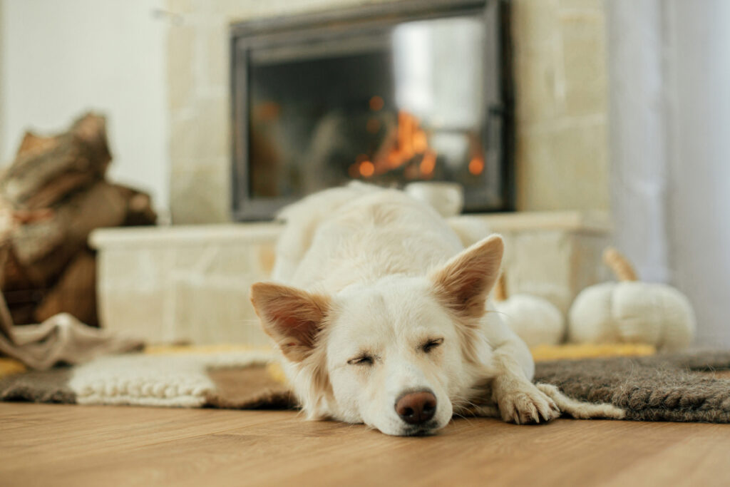 ménopause chienne