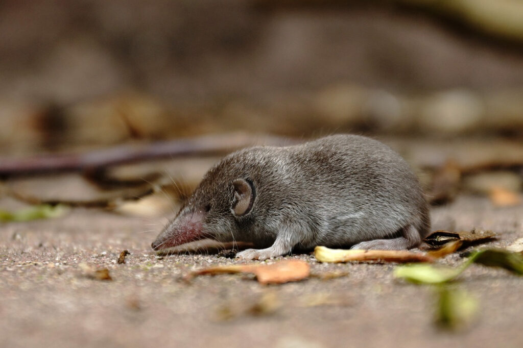 musaraigne