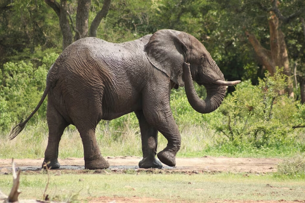 poids éléphant