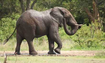 poids éléphant