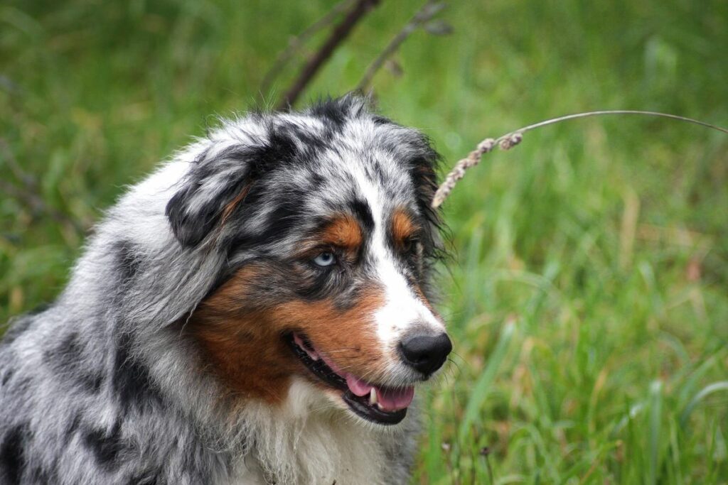 race chien