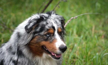 race chien