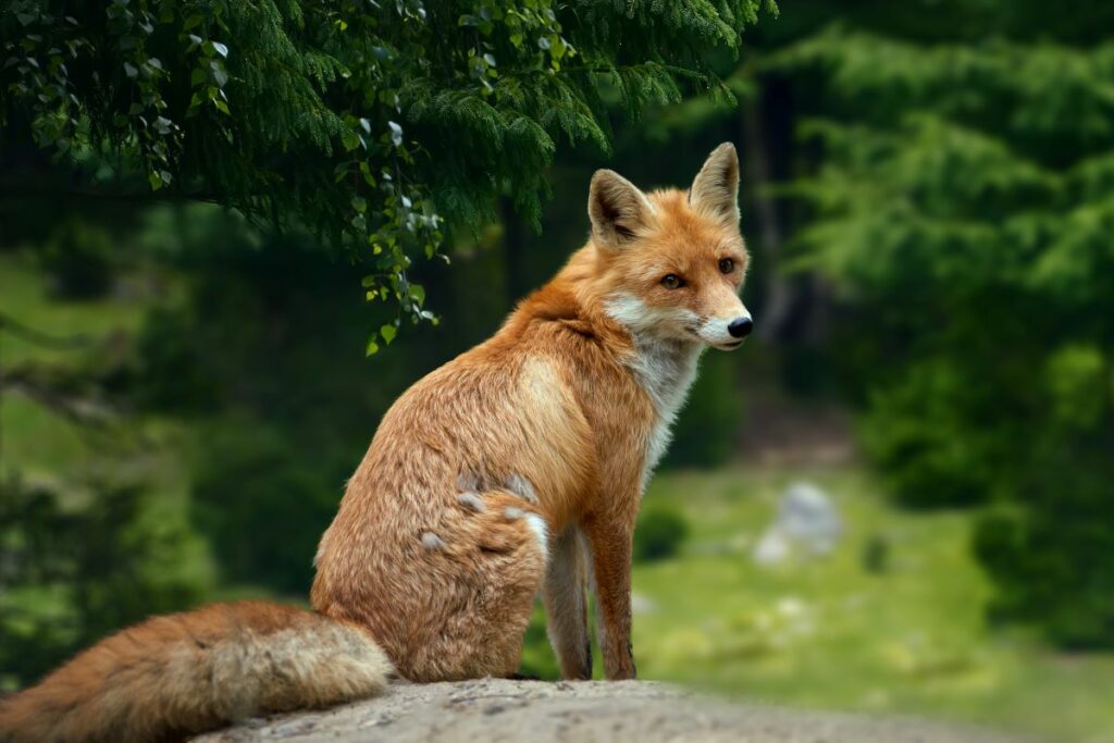 renard crie
