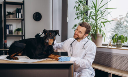 semintra chien
