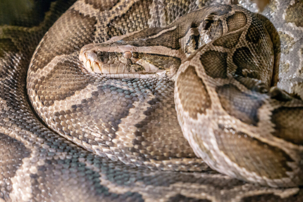 top 10 serpents