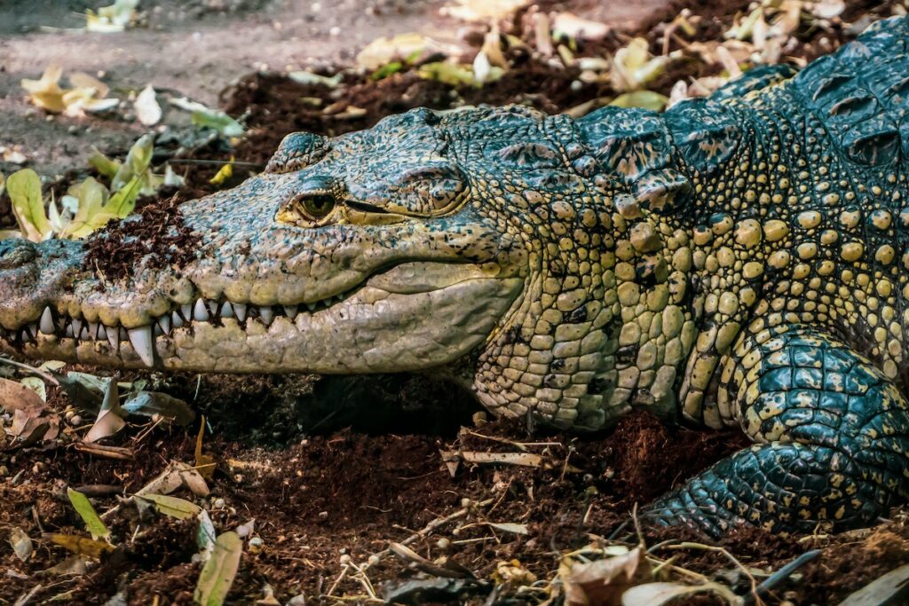 vitesse crocodile