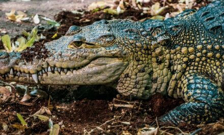 vitesse crocodile