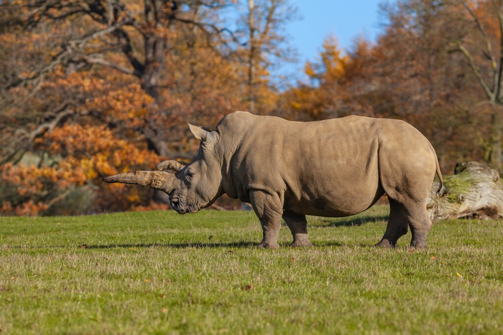 vitesse rhinocéros