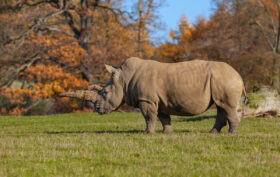 vitesse rhinocéros