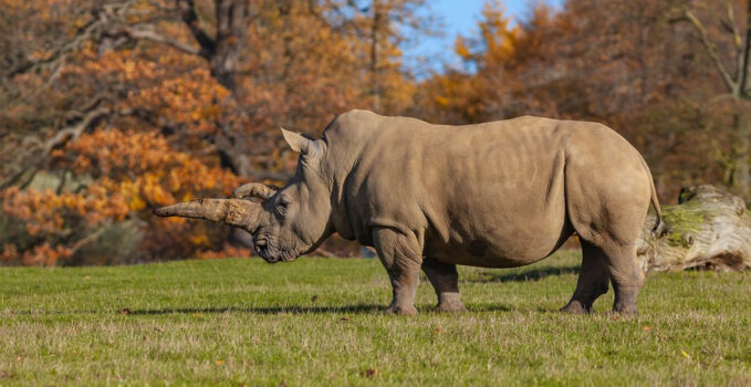 vitesse rhinocéros