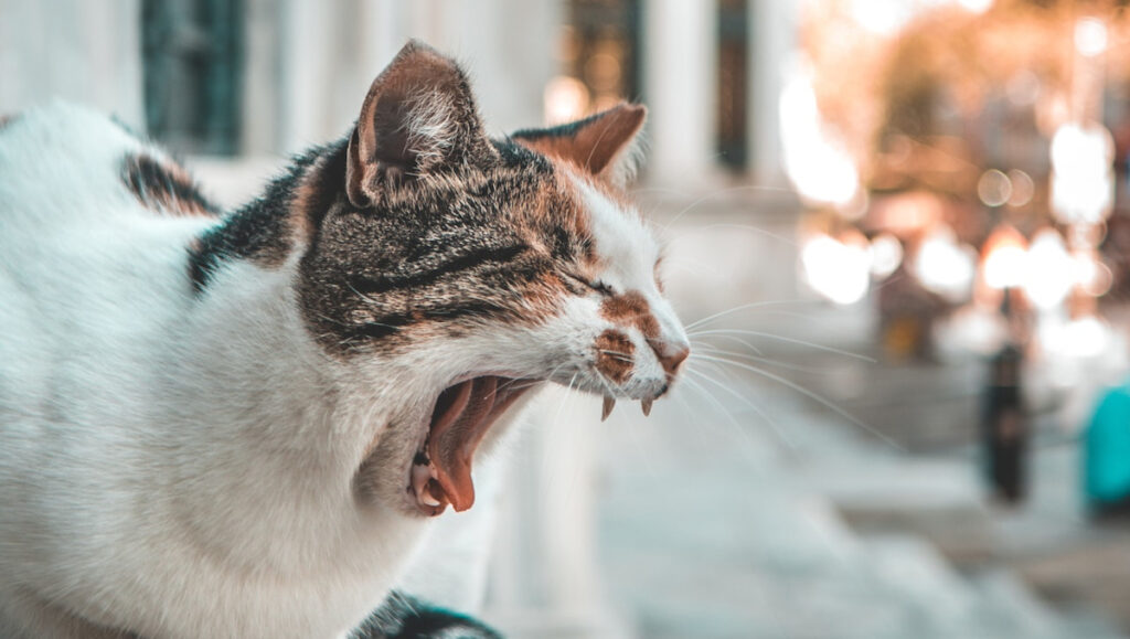 vomissements chatons