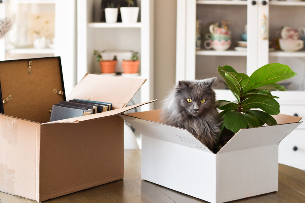chat demenagement
