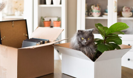chat demenagement