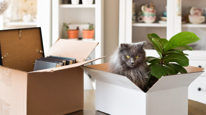 chat demenagement