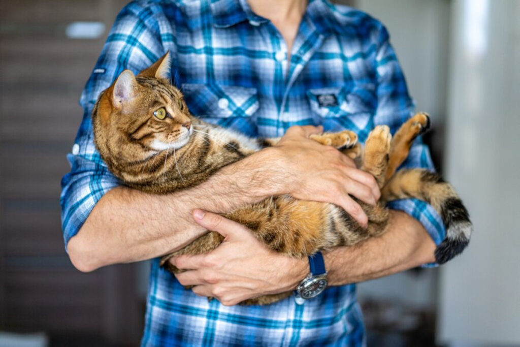 différents vers chat