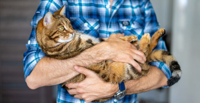 différents vers chat