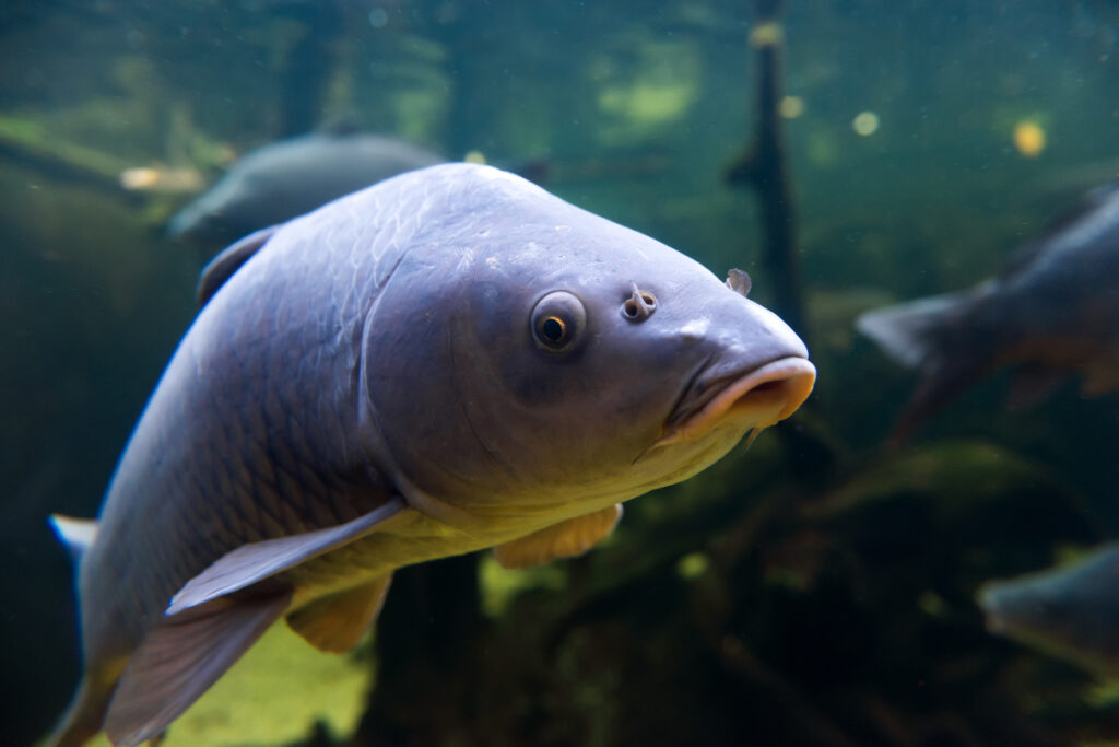 poisson eau douce